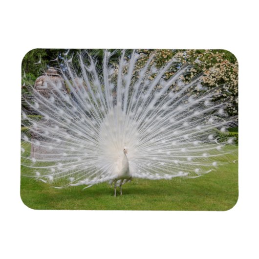 Albino Peacock-beeldschermen Veer Magneet (Horizontaal)