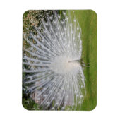 Albino Peacock-beeldschermen Veer Magneet (Verticaal)