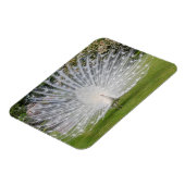 Albino Peacock-beeldschermen Veer Magneet (Linkerzijde)