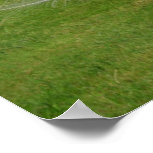 Albino Peacock-beeldschermen Veer Poster (Hoek)