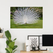 Albino Peacock-beeldschermen Veer Poster (Thuiskantoor)