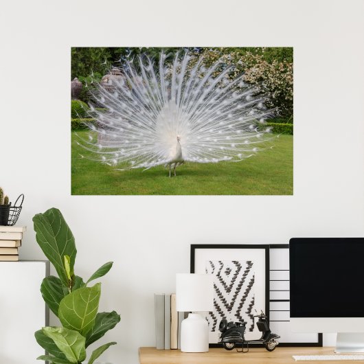 Albino Peacock-beeldschermen Veer Poster (Thuiskantoor)