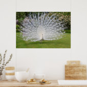 Albino Peacock-beeldschermen Veer Poster (Keuken)