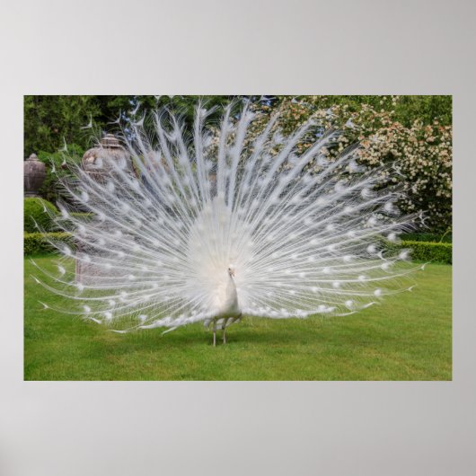 Albino Peacock-beeldschermen Veer Poster (Voorkant)