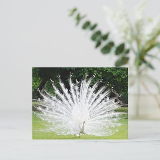 Albino-Peacock Briefkaart (Staand voorkant)