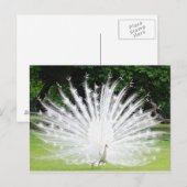 Albino-Peacock Briefkaart (Voorkant / Achterkant)