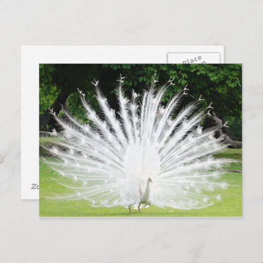 Albino-Peacock Briefkaart (Voorkant / Achterkant)