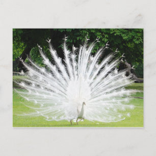 Albino-Peacock Briefkaart