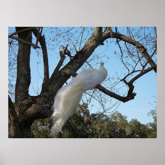 Albino Peacock in een boom Poster (Voorkant)