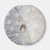 Albino Peacock Magneet (Voorkant)
