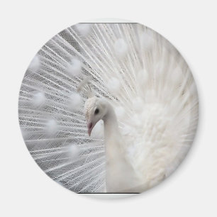 Albino Peacock Magneet