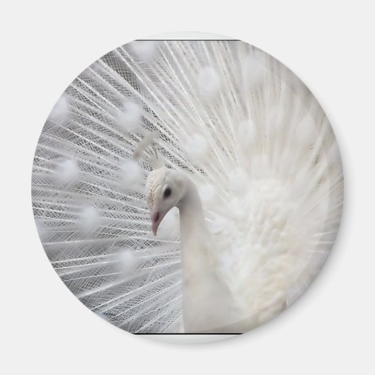 Albino Peacock Magneet (Voorkant)