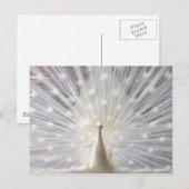 Albino Peacock-ontwerp Briefkaart (Voorkant / Achterkant)