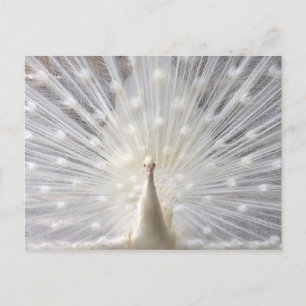 Albino Peacock-ontwerp Briefkaart