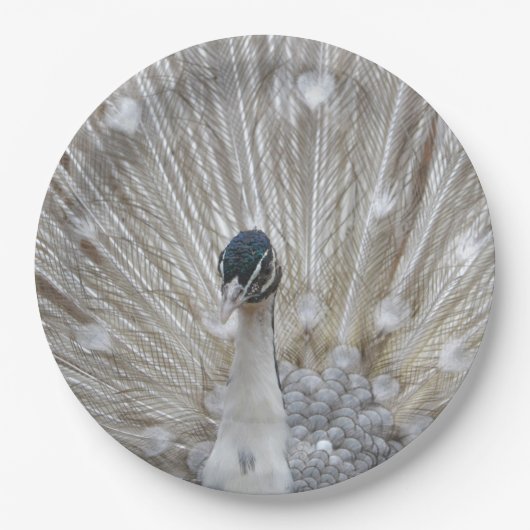 Albino Peacock Papieren Bordje (Voorkant)