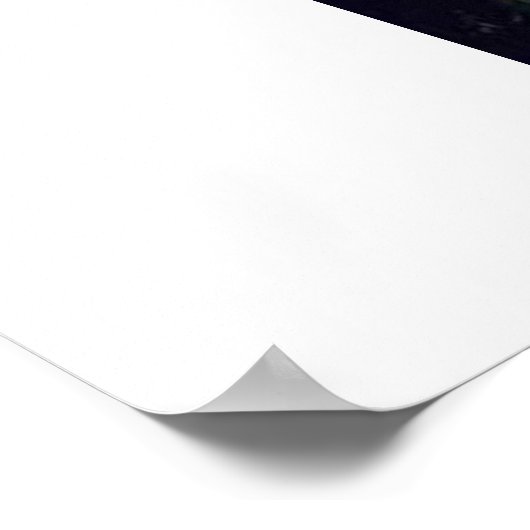 Albino Peacock Poster (Hoek)