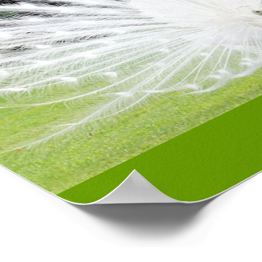 Albino-Peacock Poster (Hoek)