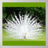 Albino-Peacock Poster (Voorkant)