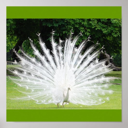 Albino-Peacock Poster (Voorkant)