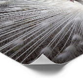 Albino Peacock Poster (Hoek)