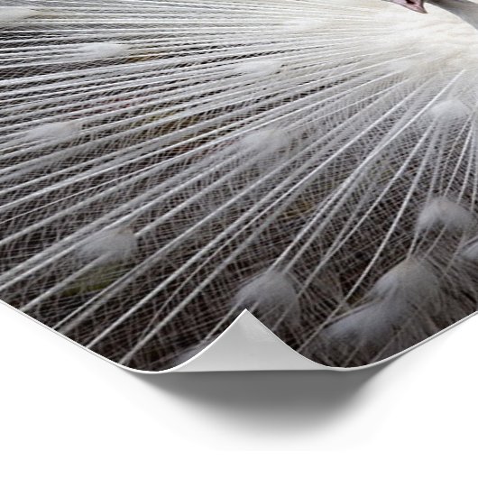 Albino Peacock Poster (Hoek)