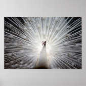 Albino Peacock Poster (Voorkant)