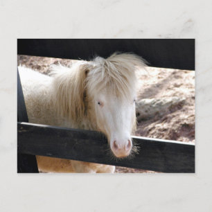 Albino pony briefkaart