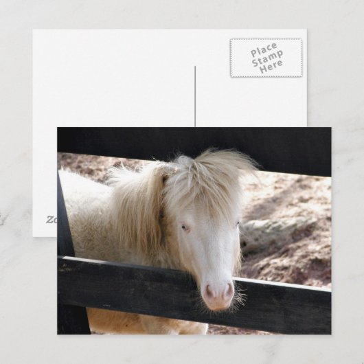 Albino pony briefkaart (Voorkant / Achterkant)