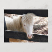 Albino pony briefkaart (Voorkant)