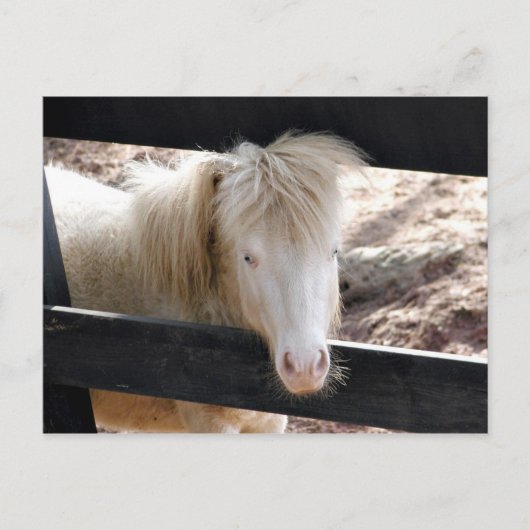 Albino pony briefkaart (Voorkant)