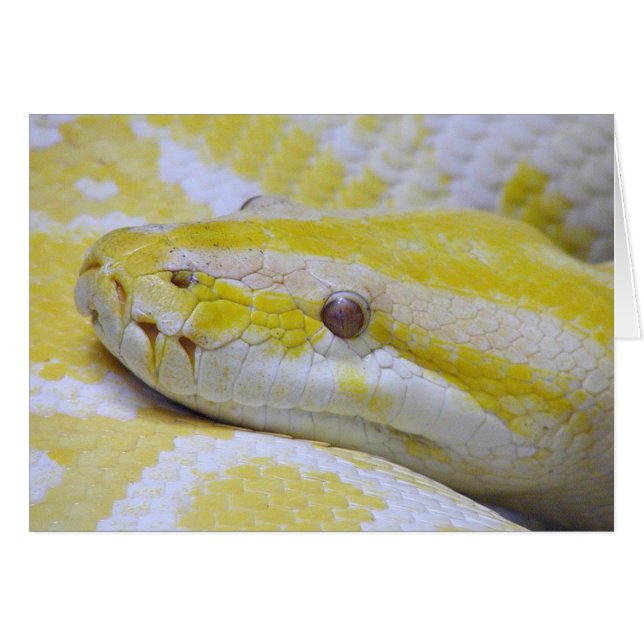 Albino python (Voorkant Horizontaal)