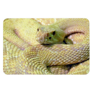 Albino Rattle Snake Flexible Magnet Magneet
