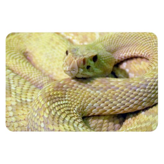 Albino Rattle Snake Flexible Magnet Magneet (Horizontaal)