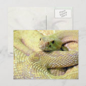 Albino Rattlesnake Post Kaart (Voorkant / Achterkant)