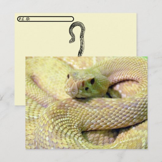 Albino Rattlesnake Post Kaart (Voorkant / Achterkant)
