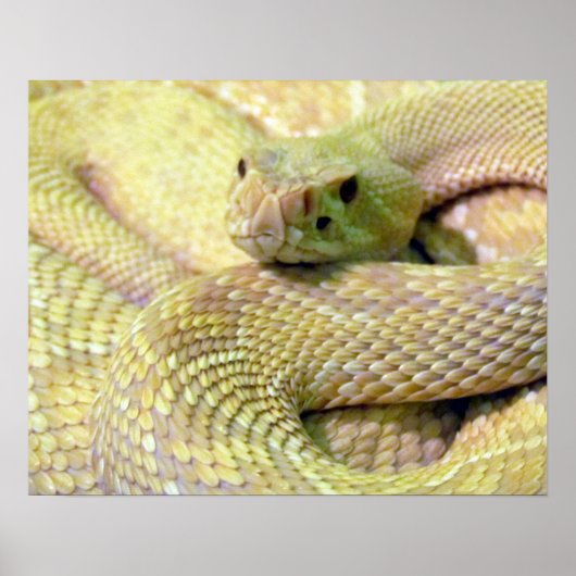 Albino RattleSnake Poster (Voorkant)