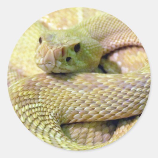Albino Rattlesnake Stickers (Voorkant)