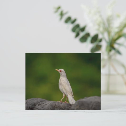 Albino Robin in Crown Point Briefkaart (Staand voorkant)