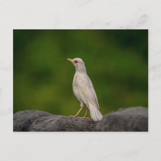 Albino Robin in Crown Point Briefkaart (Voorkant)