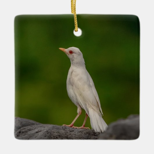 Albino Robin in Crown Point Keramisch Ornament (Voorkant)