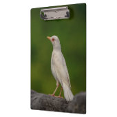 Albino Robin in Crown Point Klembord (Links)