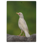 Albino Robin in Crown Point Klembord (Achterkant)