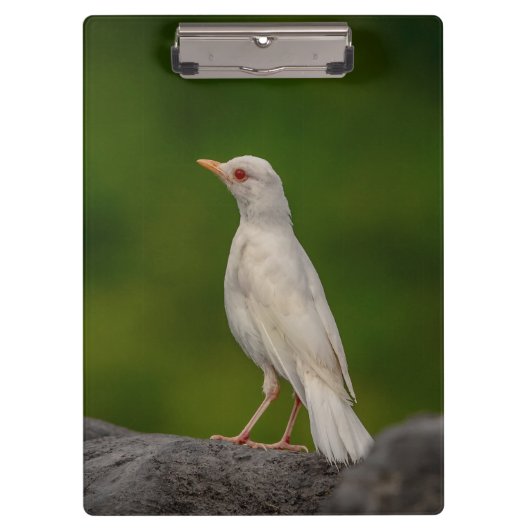 Albino Robin in Crown Point Klembord (Voorkant)