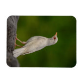 Albino Robin in Crown Point Magneet (Horizontaal)
