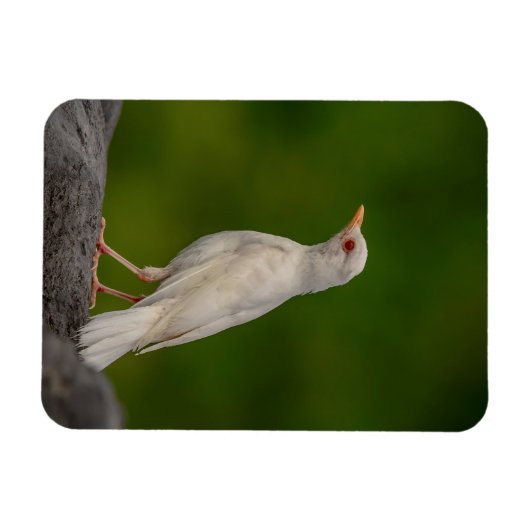 Albino Robin in Crown Point Magneet (Horizontaal)