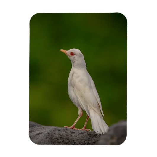 Albino Robin in Crown Point Magneet (Verticaal)