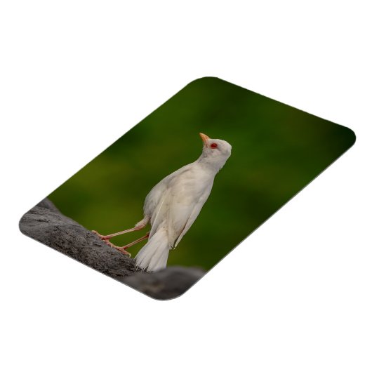 Albino Robin in Crown Point Magneet (Linkerzijde)