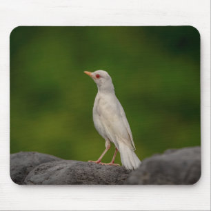 Albino Robin in Crown Point Muismat