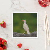 Albino Robin in Crown Point Servetten (Insitu)