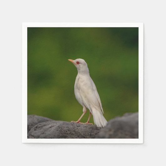 Albino Robin in Crown Point Servetten (Voorkant)